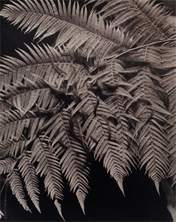Argyrotype sur papier coton - Stage pour Le Point du Jour